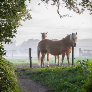 Paarden in de wei